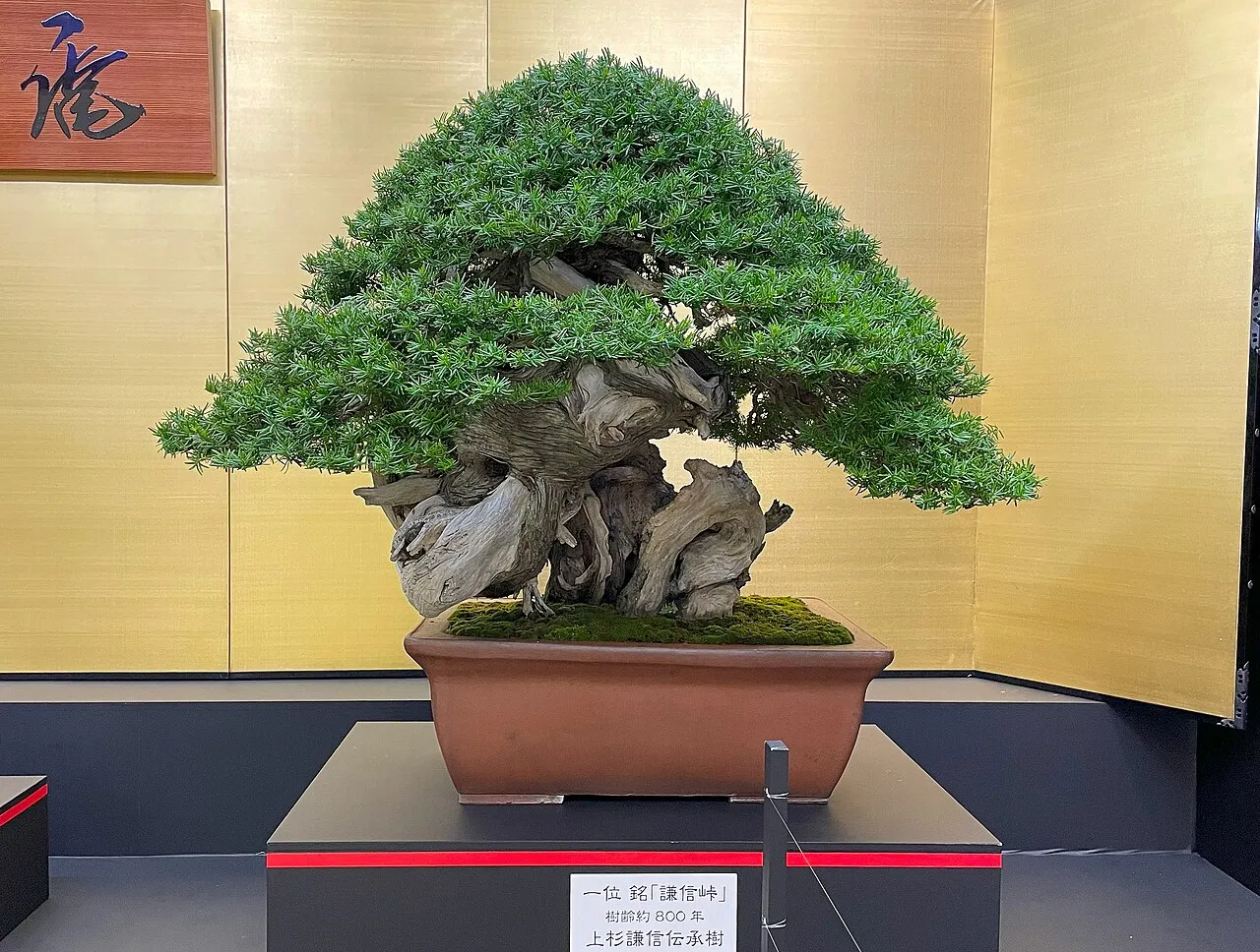 Un bonsaï soigneusement taillé présenté lors d'une exposition internationale d'art floral