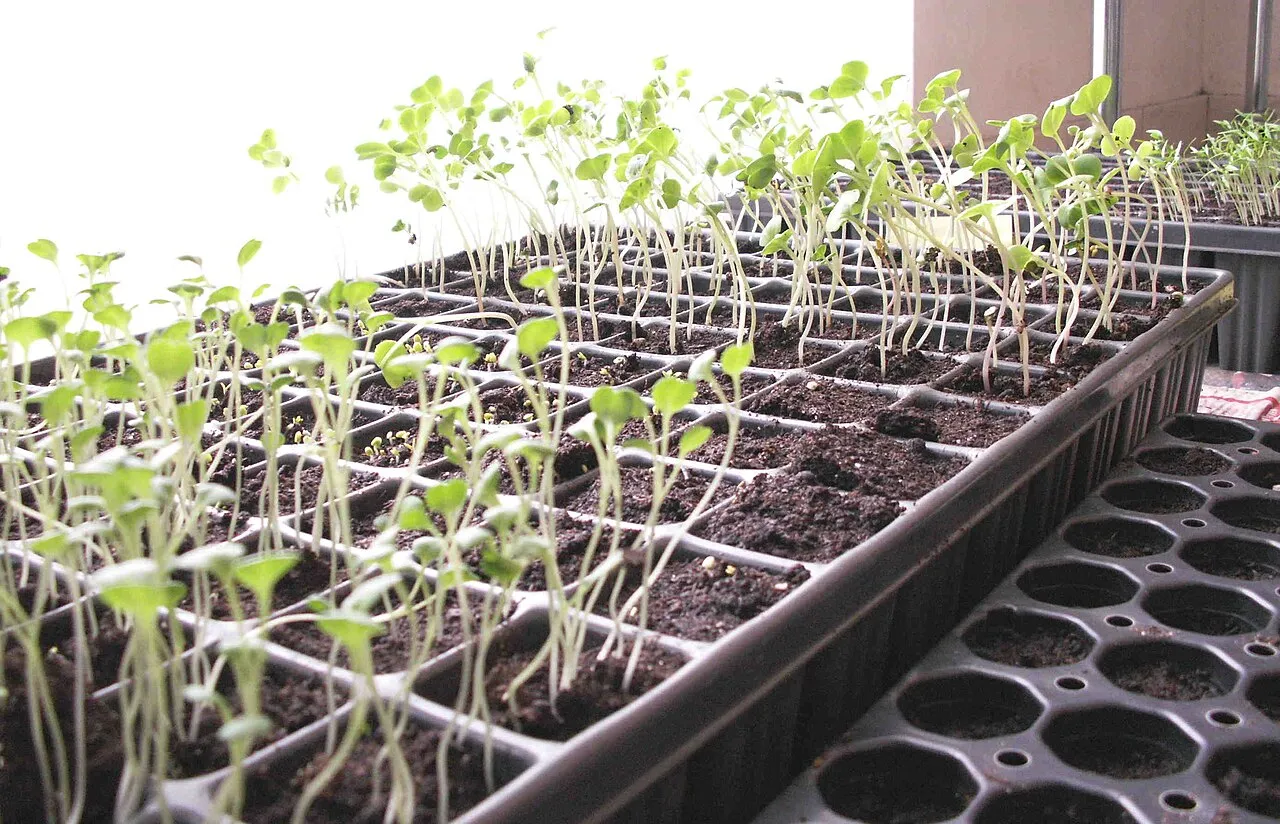 L'horticulture moderne mobilise des techniques avancées en serres pour optimiser la culture des plantes