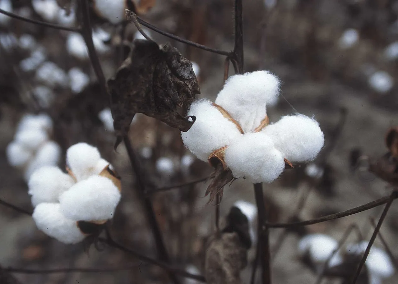 La culture et la production mondiale du coton au cœur du marché textile international